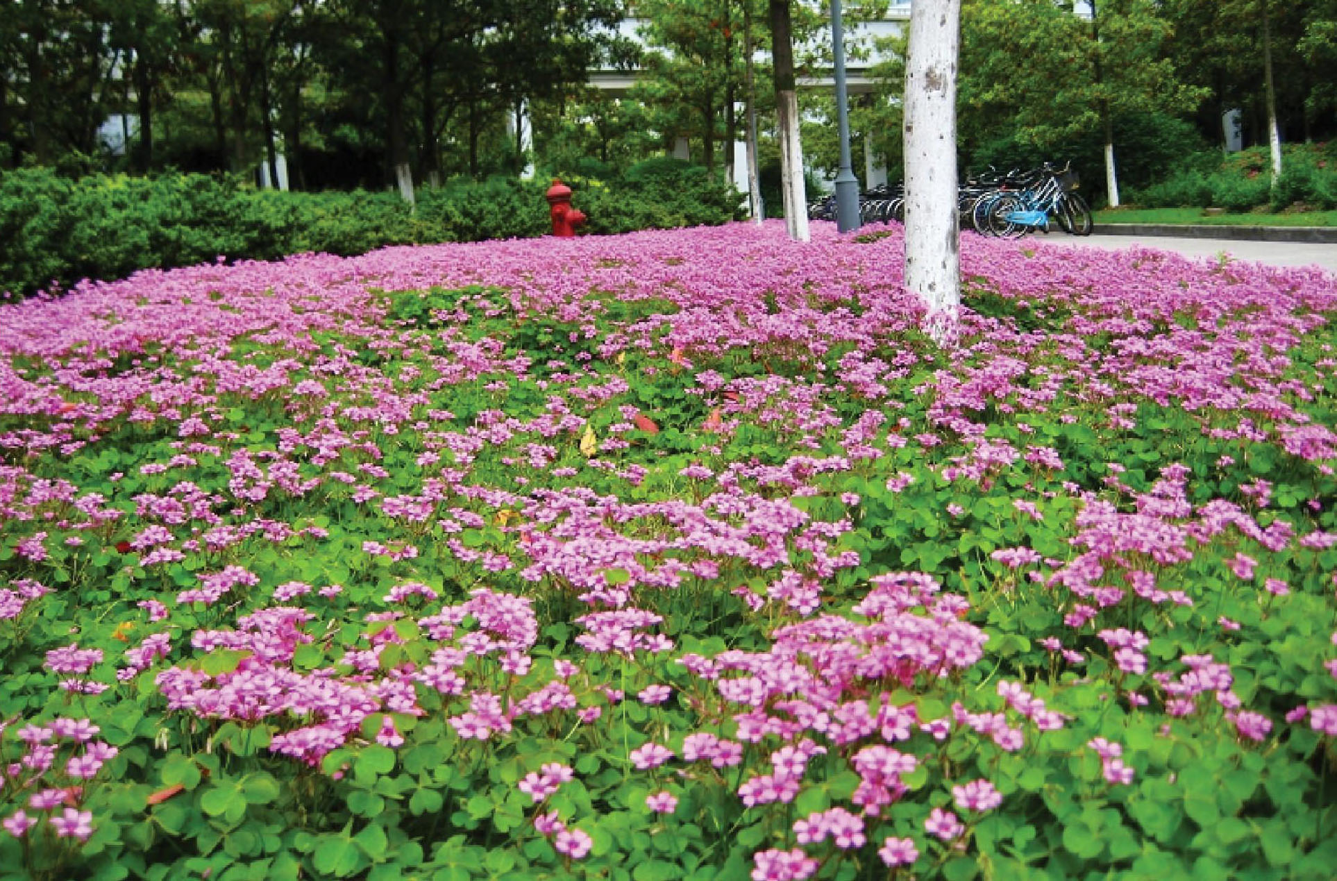 紅花酢槳草